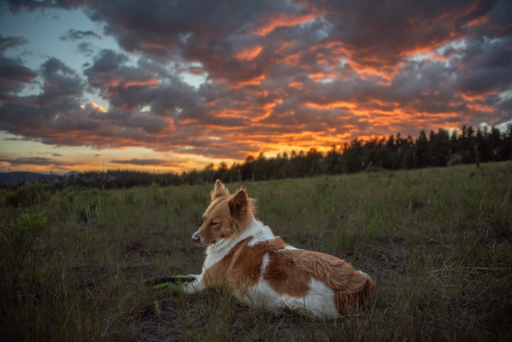 Dog relaxes at sunset near his RV