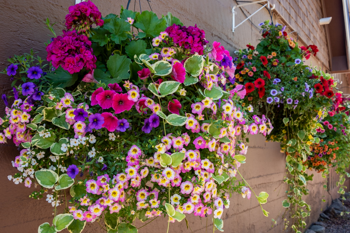 Flower baskets in Creede Colorado