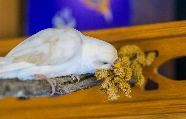 Parakeet eats millet spray after being lost & found