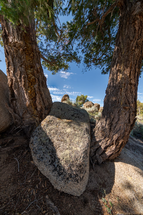 View between the trees at Hartman Rocks Colorado