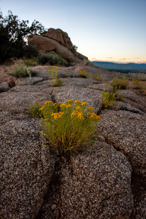 Flowers at Hartman Rocks Colorado