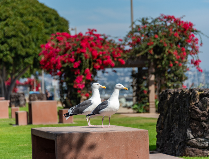 Twin seagulls Shelter Island San Diego California