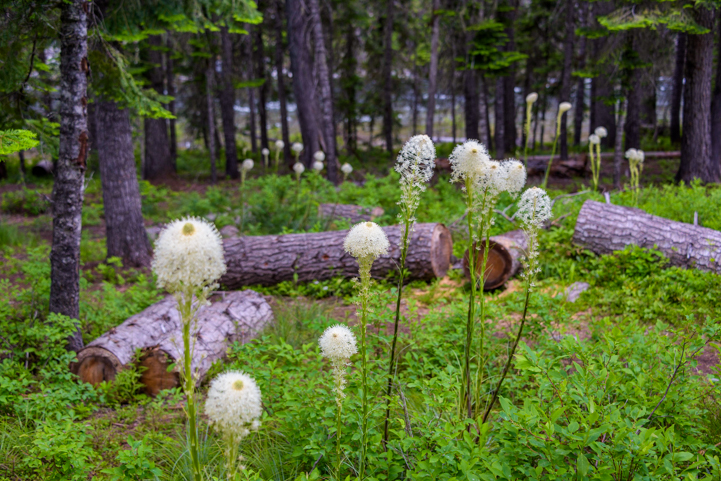 Unusual flowers Powell Campground Montana US-12 Northwest Passage Scenic Byway