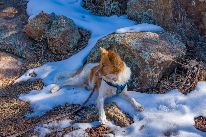 Dog resting in the snow on the Peevine Trail in Prescott Arizona Dells