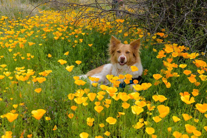 Puppy in the poppies on the Lower Salt River in Arizona