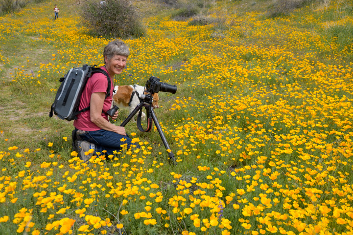 Happy photographing the poppies along the Lower Salt River Recreation Area in Arizona