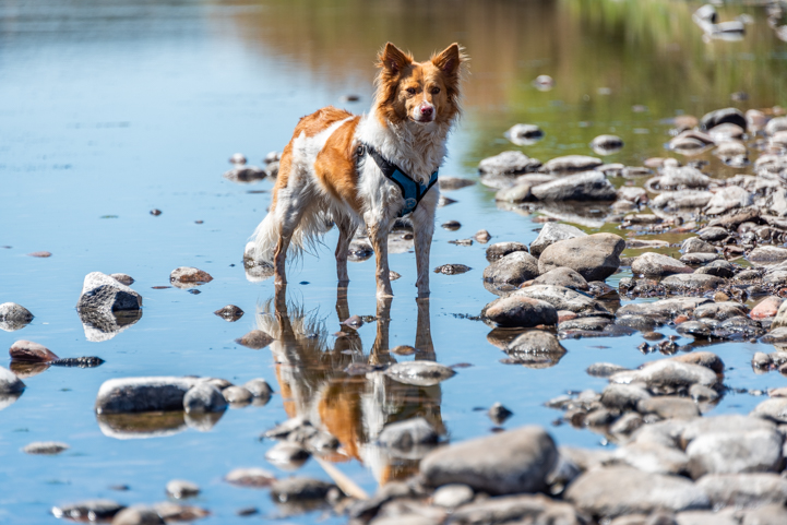 Dog in the Salt River on the Bush Highway at Water Users Recreation Area