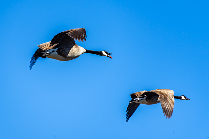 Geese flying at Coon Bluff Trail in the Lower Salt River Recreation Area in Arizona
