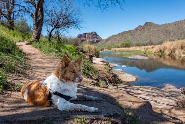 Dog relaxes at Phon D Sutton in the Lower Salt River Recreation Area in Arizona