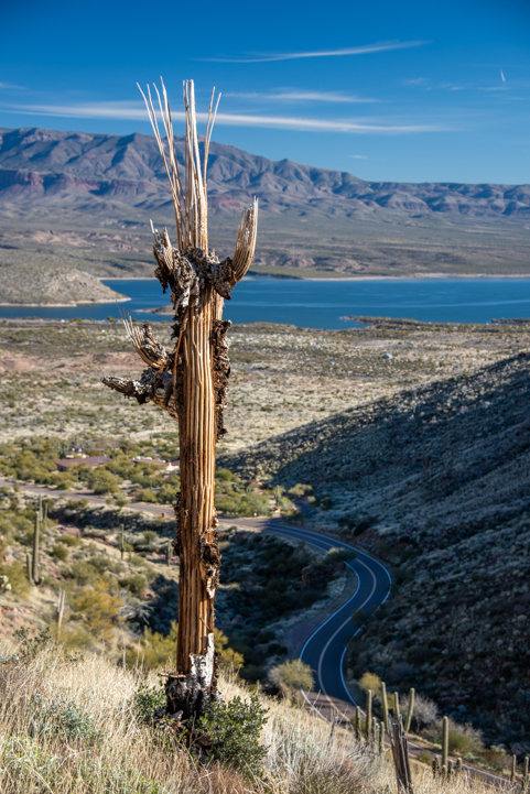 Saguaro skeleton Tonto National Monument trail to Lower Ruins
