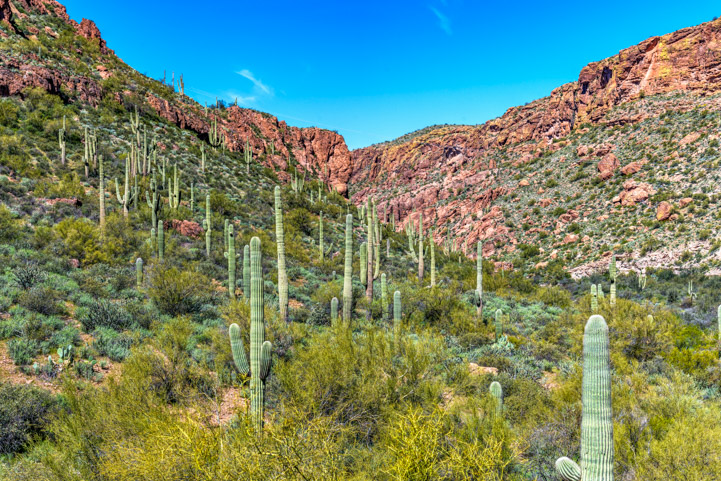 Saguaro cacti in the Lower Salt River area in Arizona