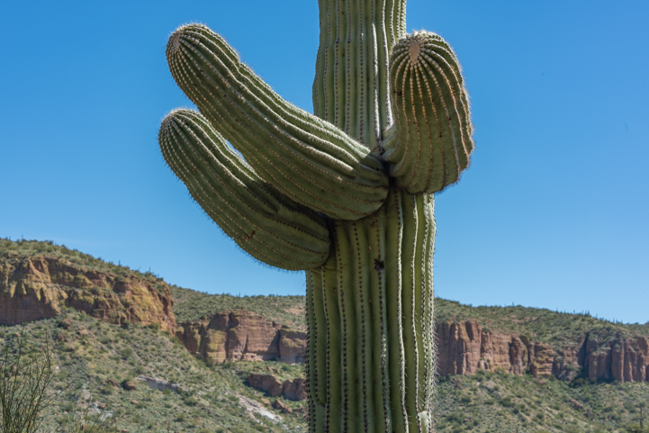 721 Saguaro Cactus on the Apache Trail in Arizona