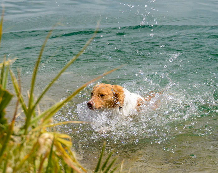 Puppy learns to swim
