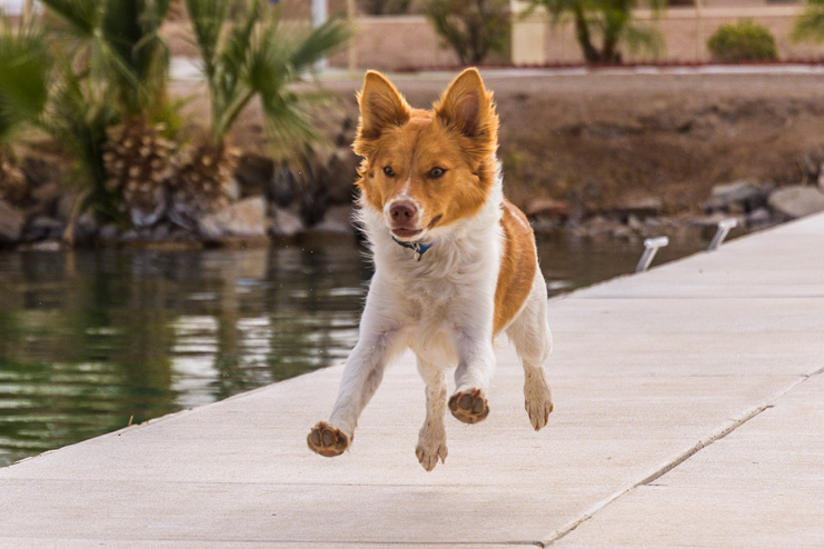 Puppy running and leaping