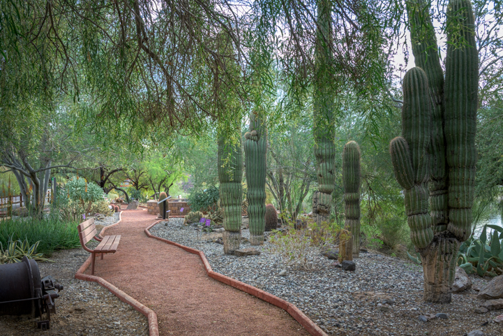 Buckskin Mountain State Park cactus garden
