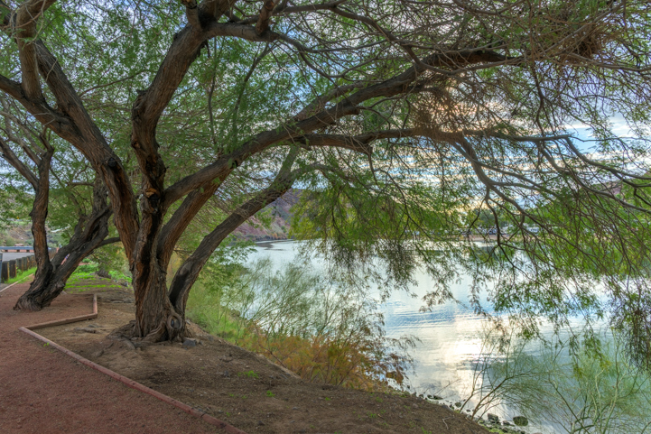 Buckskin Mountain State Park lakeside trail