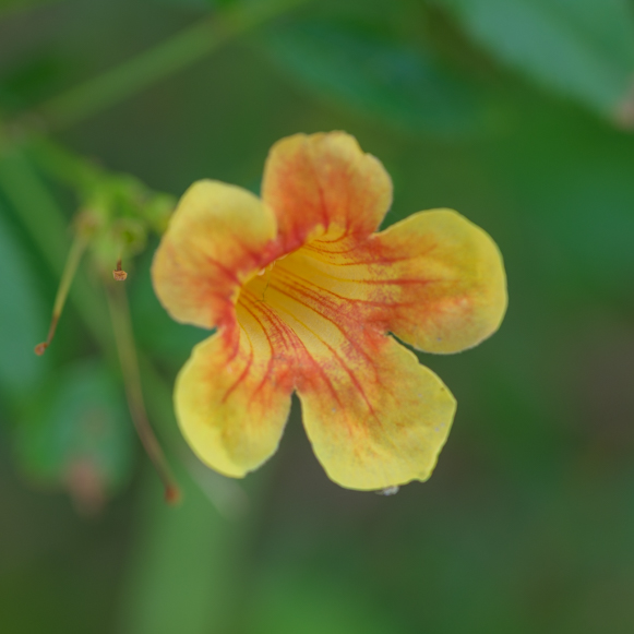 Wildflower in Parker Arizona