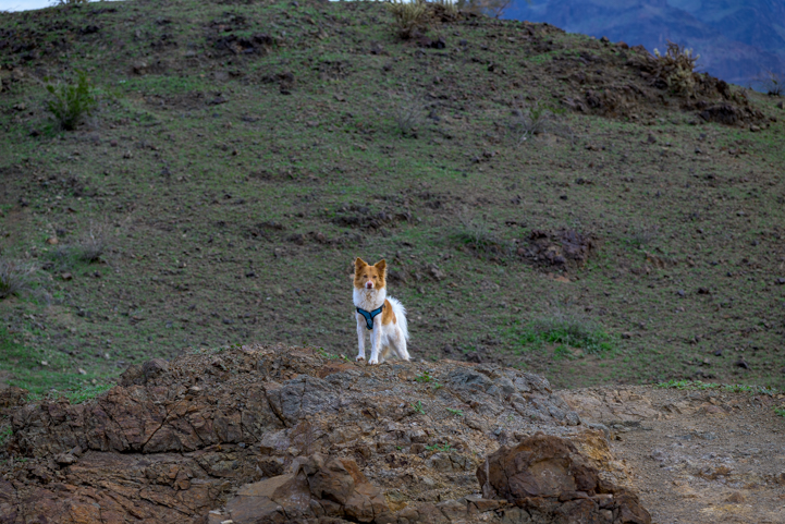 Eager dog on the Lightning Bolt Trail at Buckskin Mountain State Park in Arizona