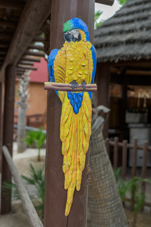 Macaw at Pirate's Den RV Resort and Restaurant Parker Arizona