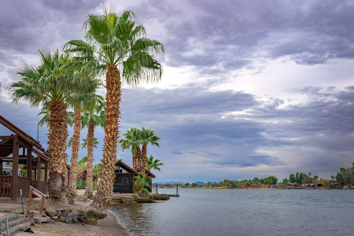 Palm trees on the beach in Parker Arizona