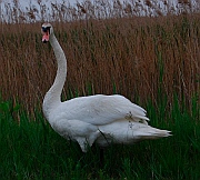 Harsen's Island Detroit Michigan - swan