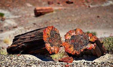 We traveled to see colorful petrified logs at Petrified Forest National Park, Arizona.